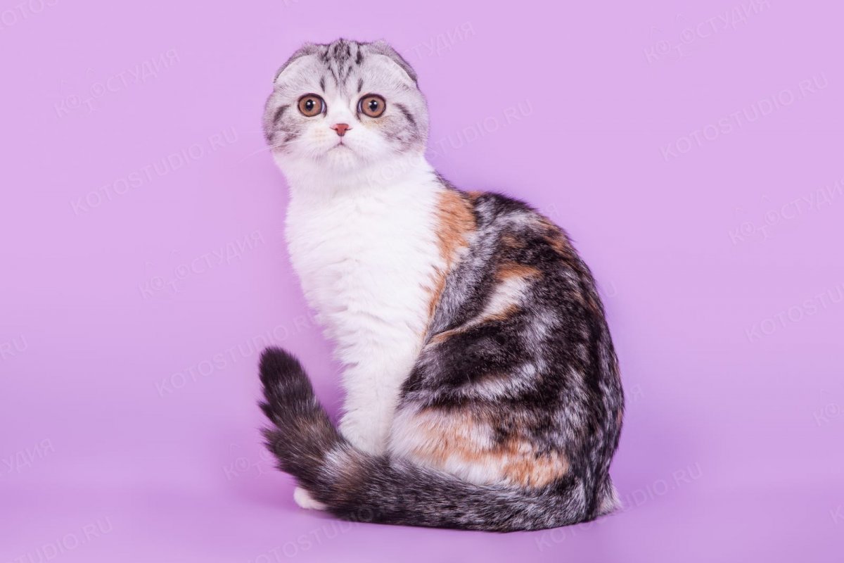 Скоттиш-фолд Шотландская вислоухая