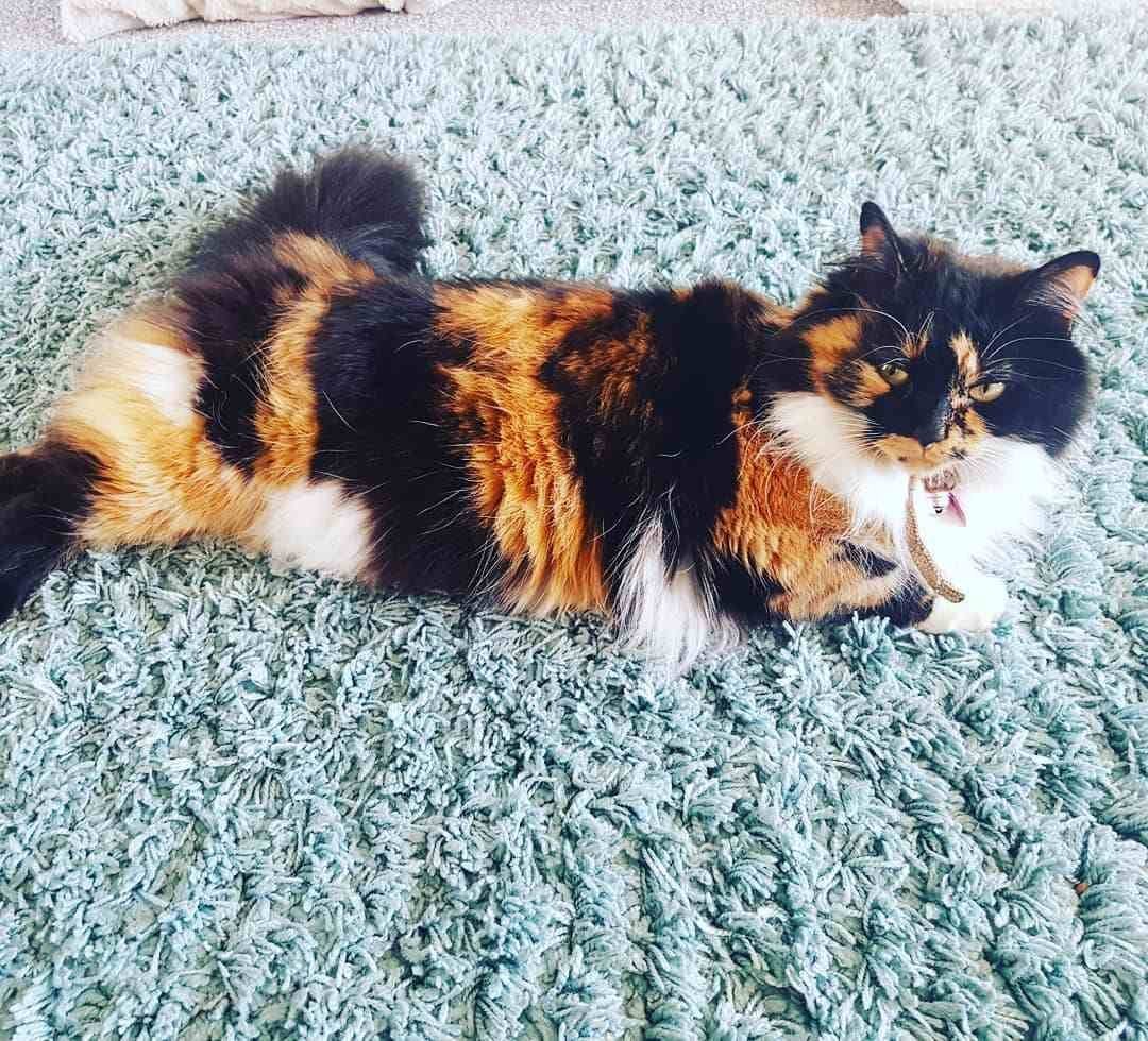 Беби фейс Шотландская вислоухая