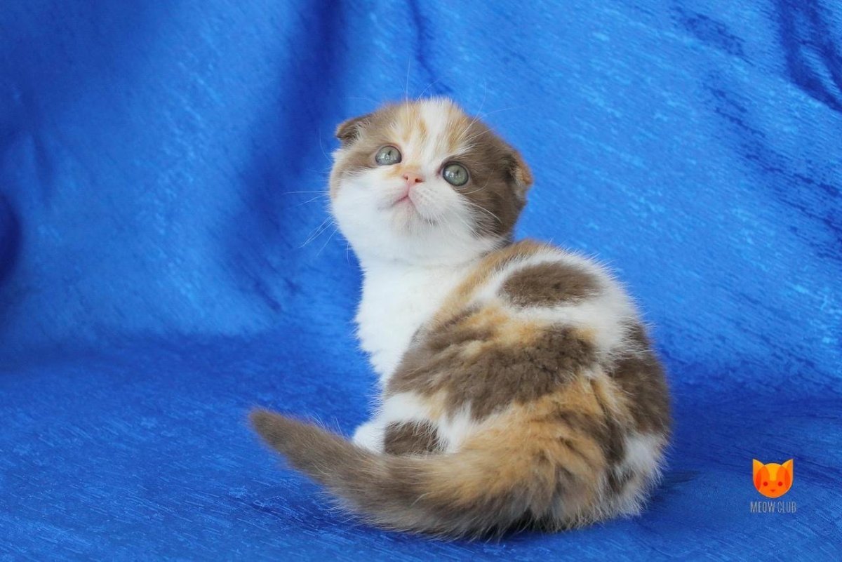 Скоттиш-фолд Шотландская трехцветная вислоухая