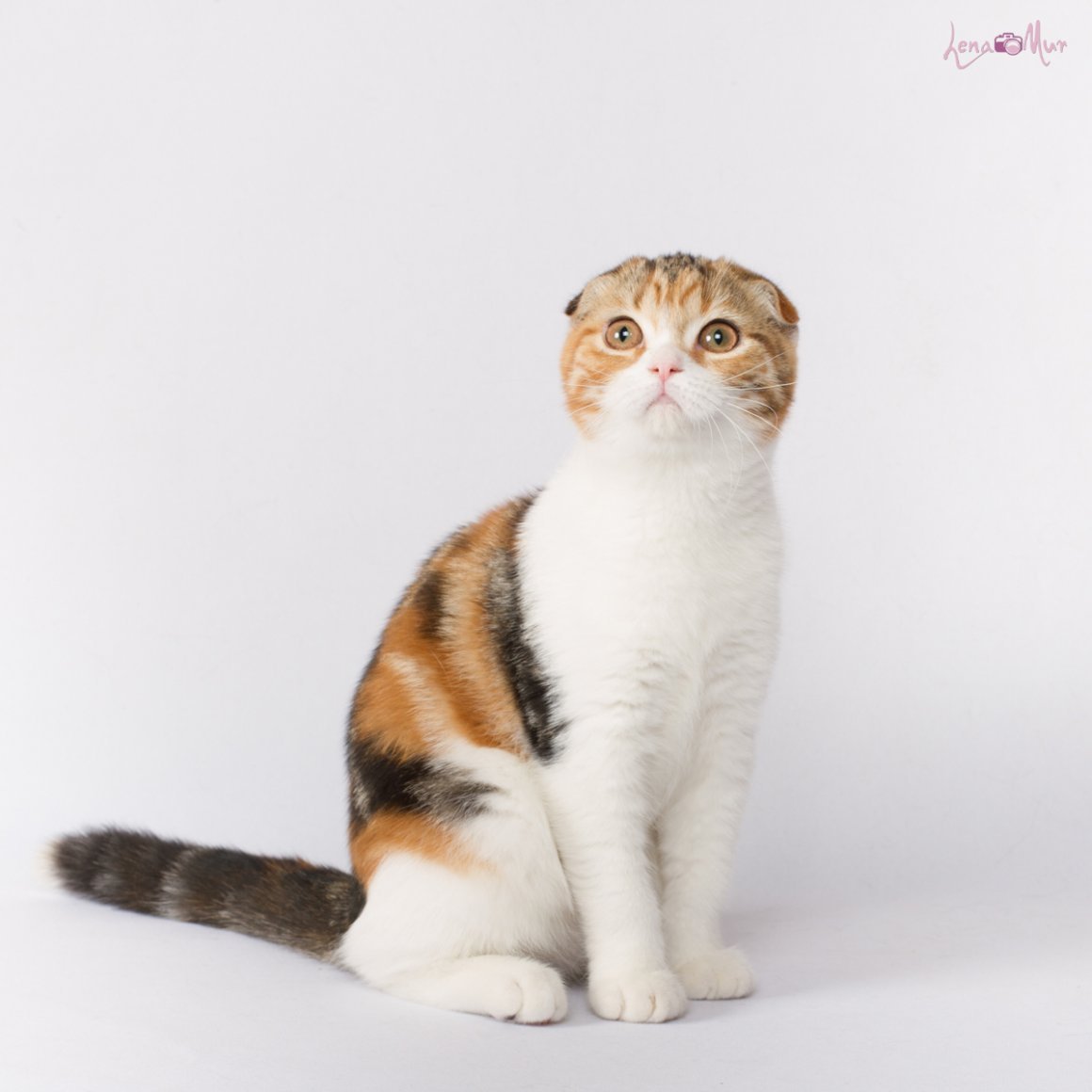 Скоттиш фолд черепаховый