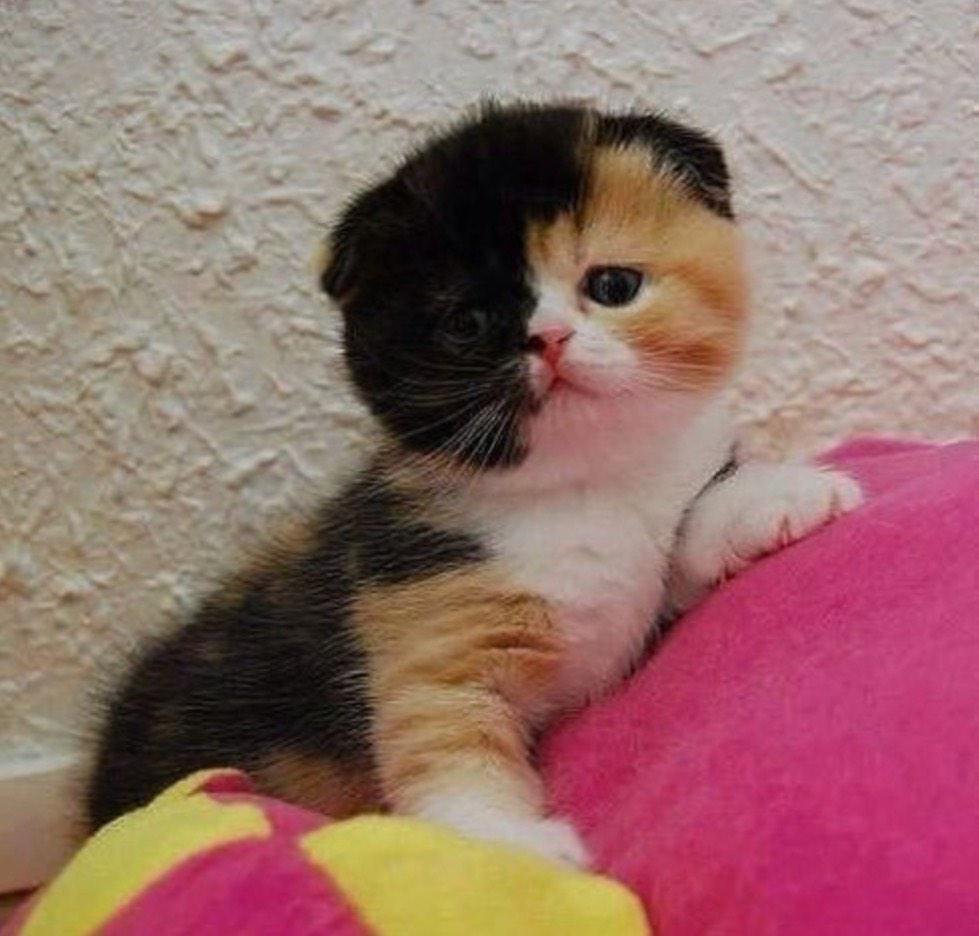 Шотландская вислоухая трехшерстная кошка