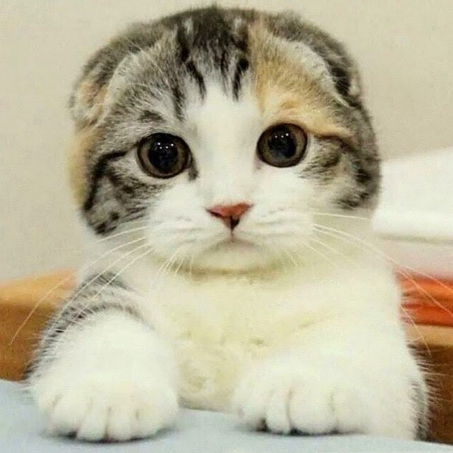 Шотландская вислоухая трехцветная