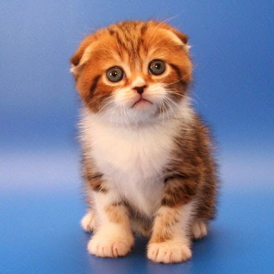 Вислоухие котята трехцветные