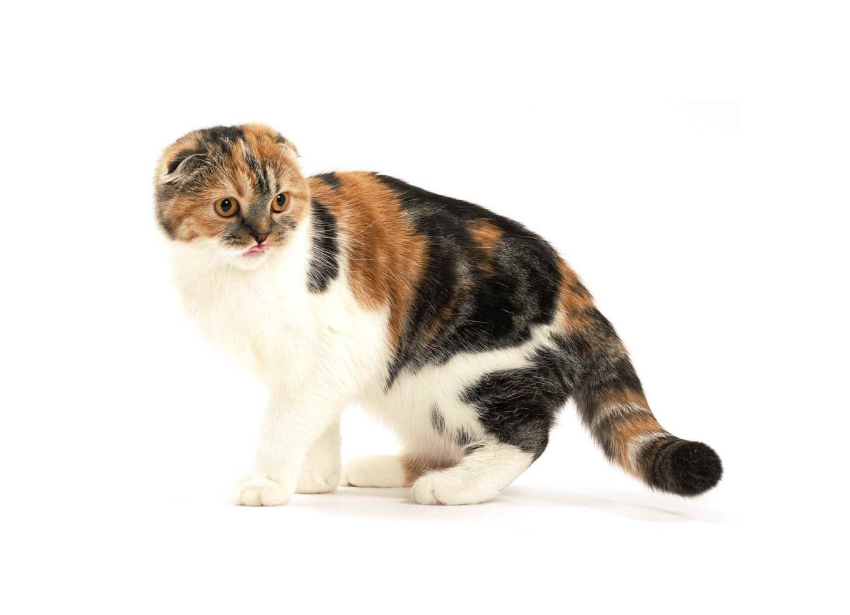 Шотландская вислоухая кошка трехцветная