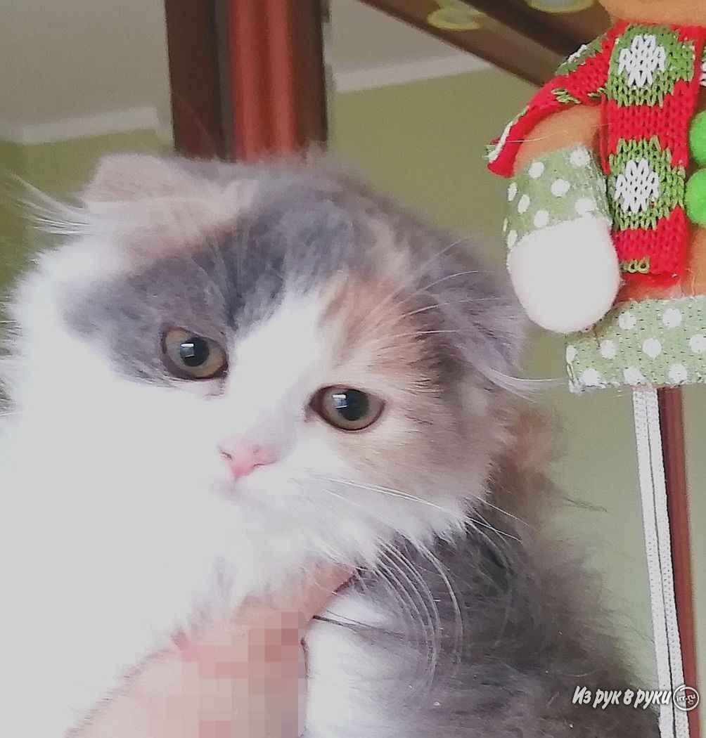 Кошка трехцветная короткошерстная