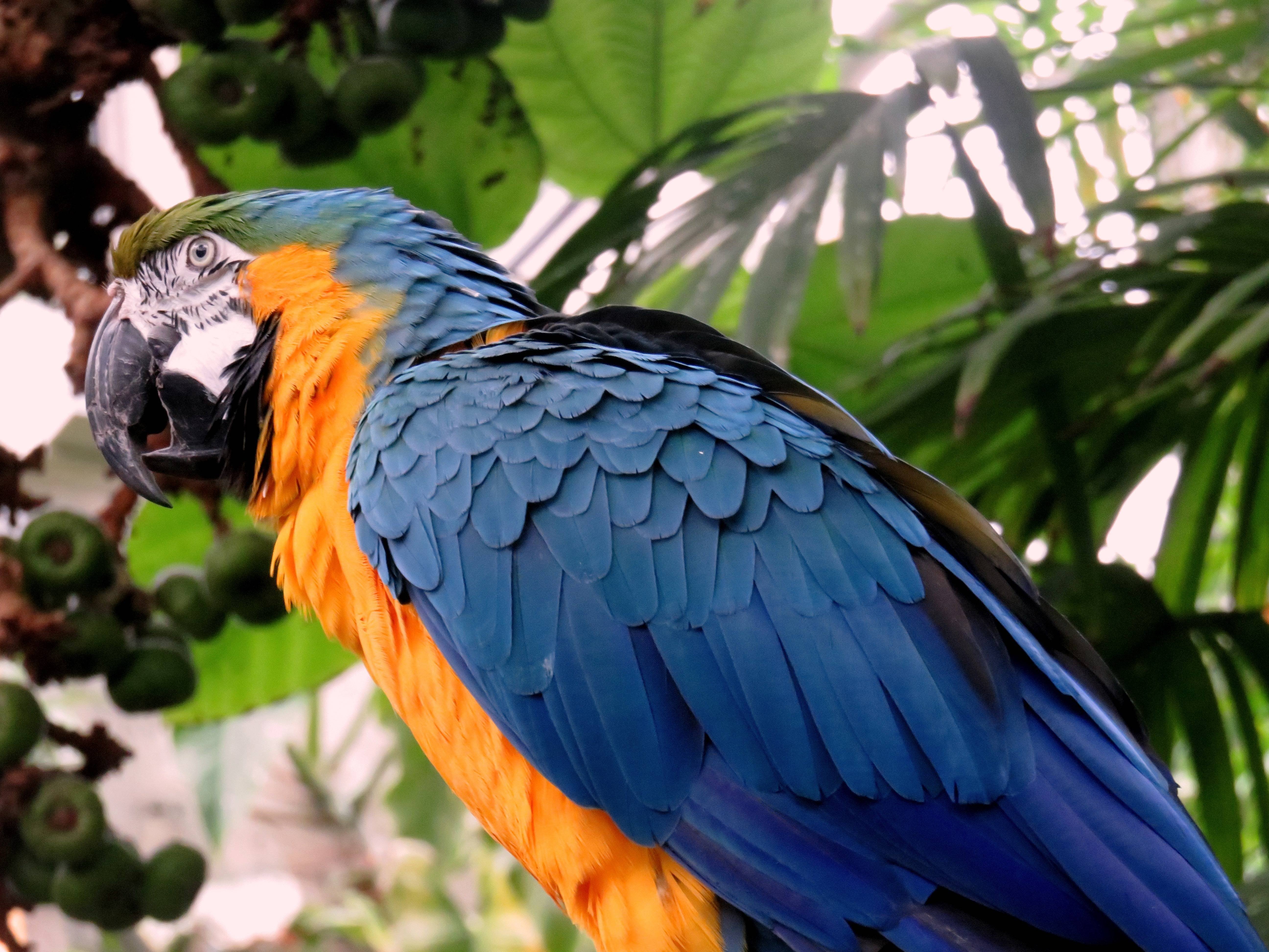 Большой цветной попугай. Попугай ара. Африканский попугай ара. Гваделупский ара. Мартиникский ара.