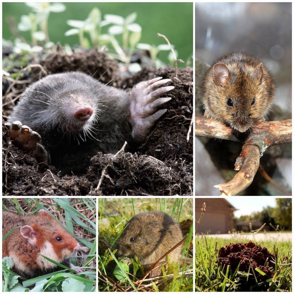 Грызуны вредители огорода