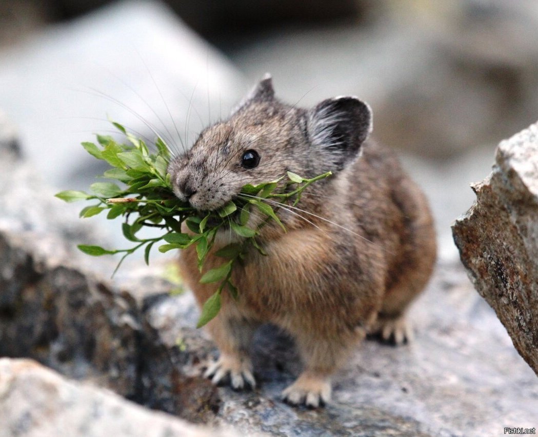 Алтайская пищуха (Ochotona Alpina)