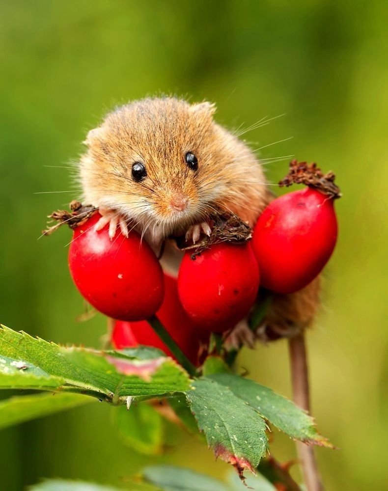 Хомячки на природе