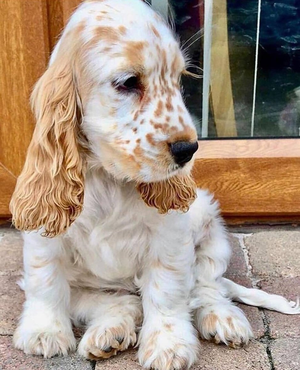 Шотландский кокер спаниель