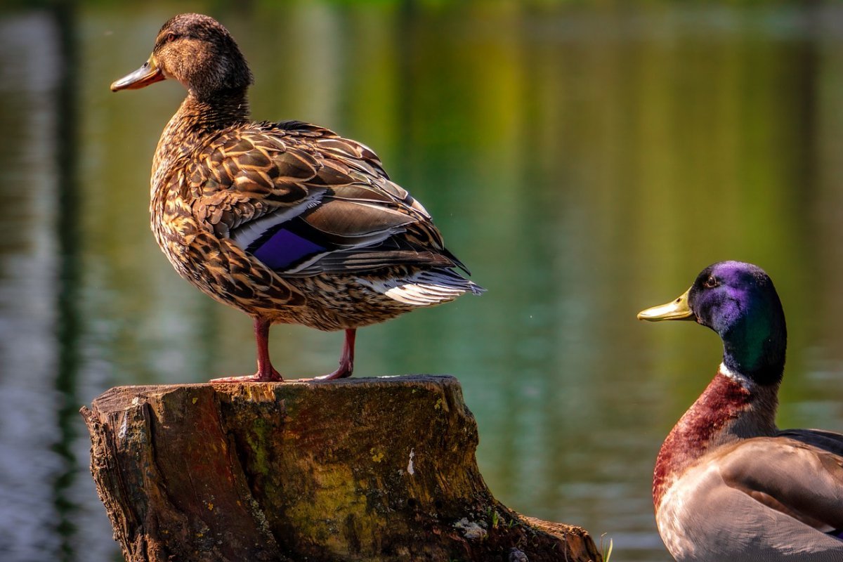 Североамериканская кряква яркая