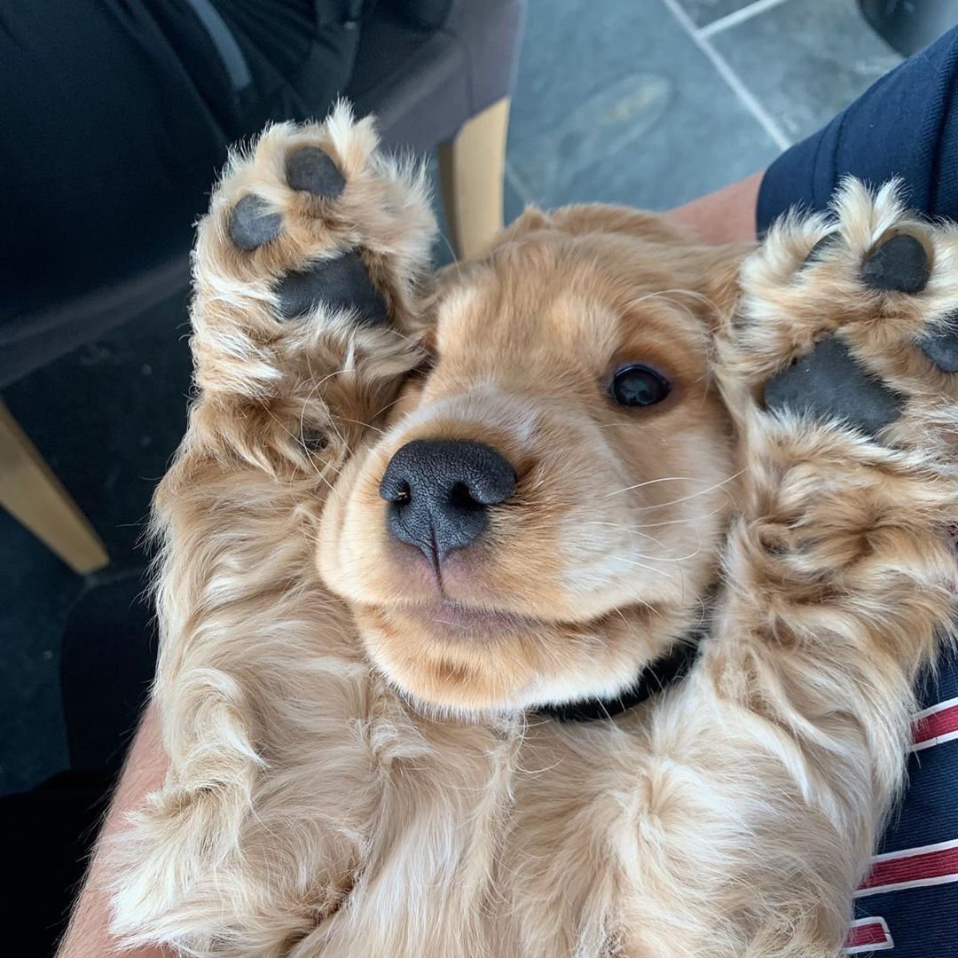 Лапы кокер спаниеля