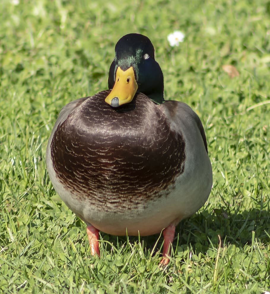 Утка индийский бегун