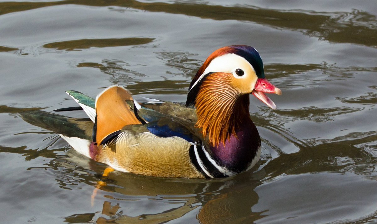 Уссурийская Тайга утка-Мандаринка