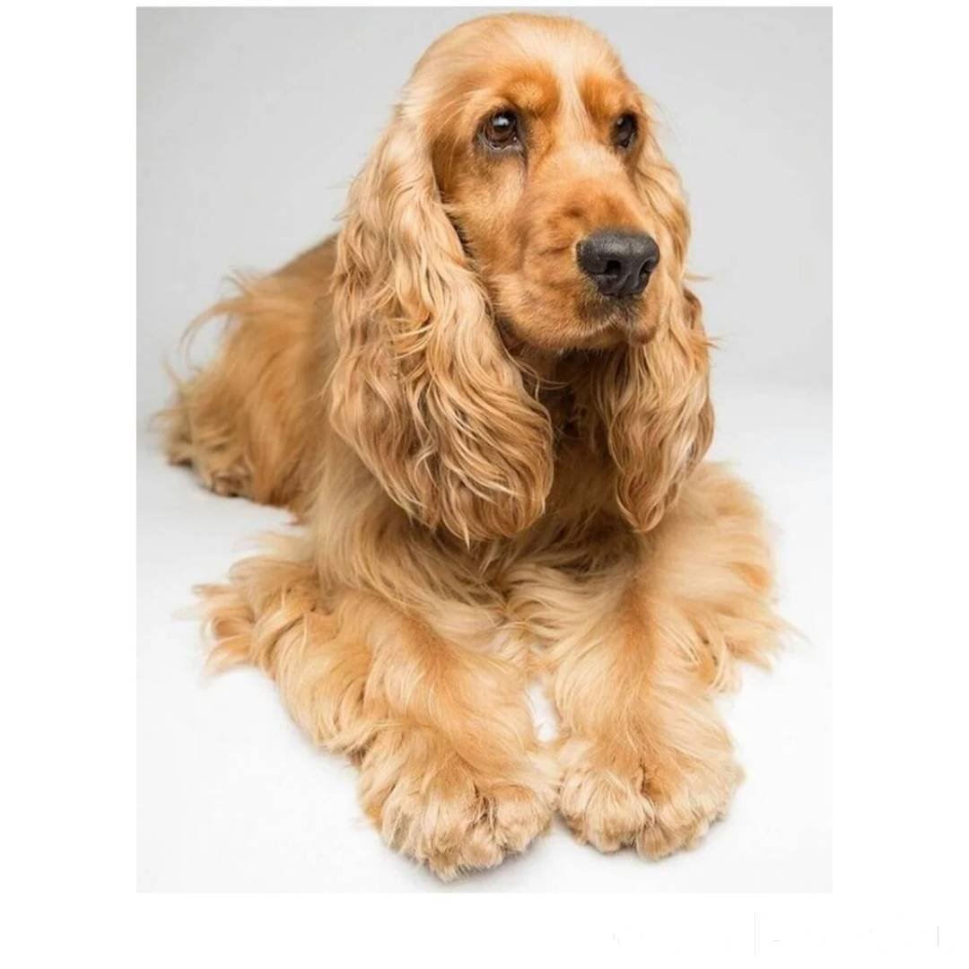 Чмокер спаниель собака