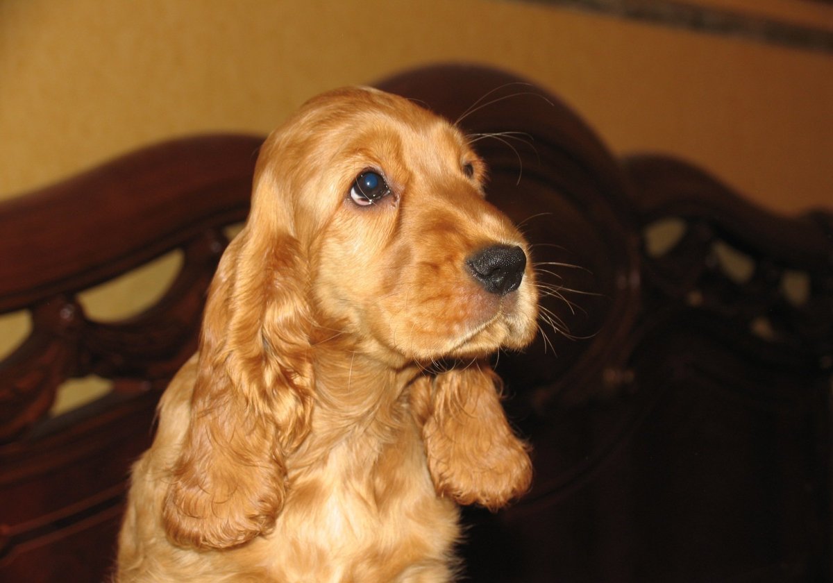 Английский кокер спаниель гладкошерстный