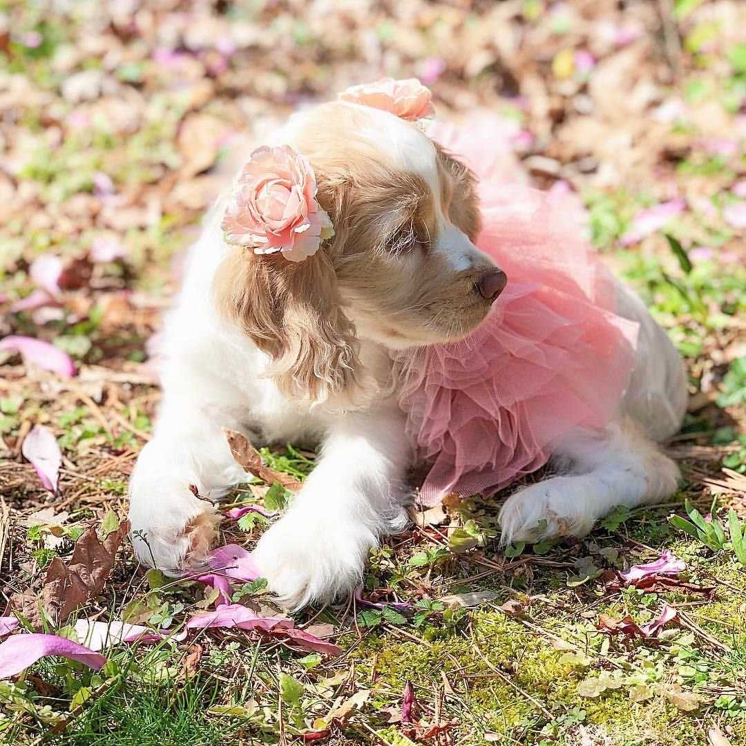 Американский спаниель спринг белый