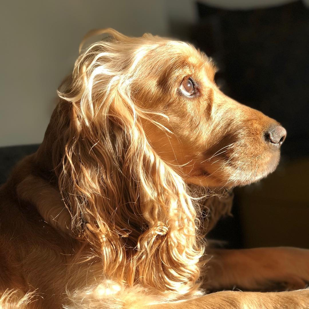 Английский кокер-спаниель