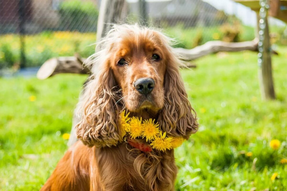 Английский кокер-спаниель