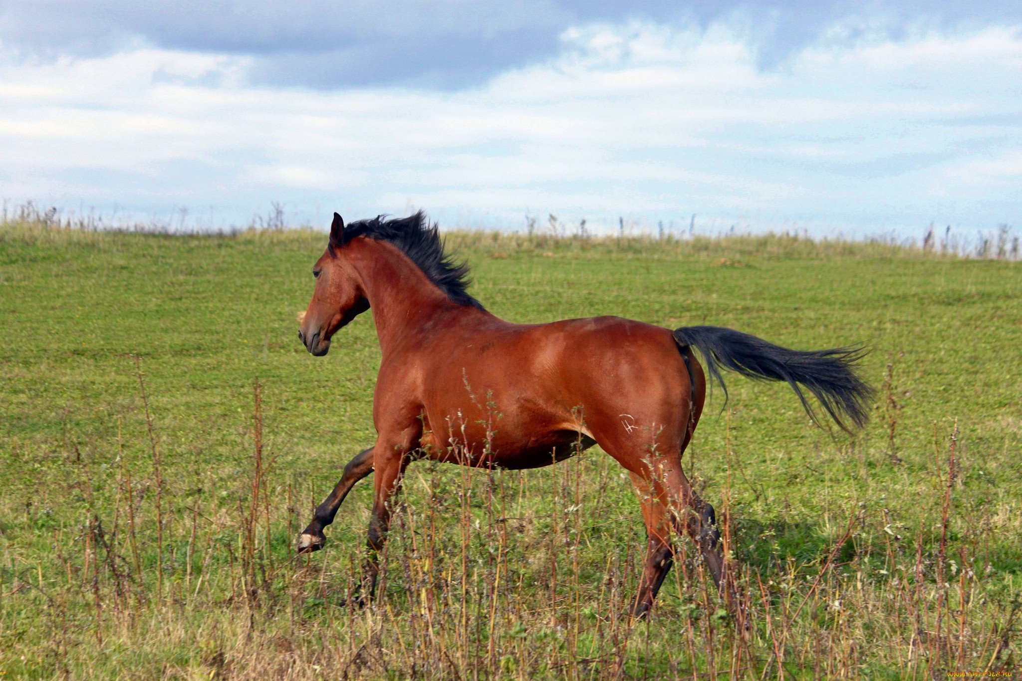 Киргизская порода лошадей - 78 фото