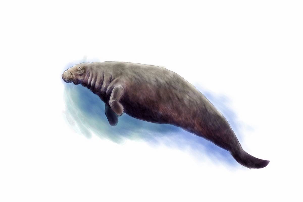 Морская корова Стеллера