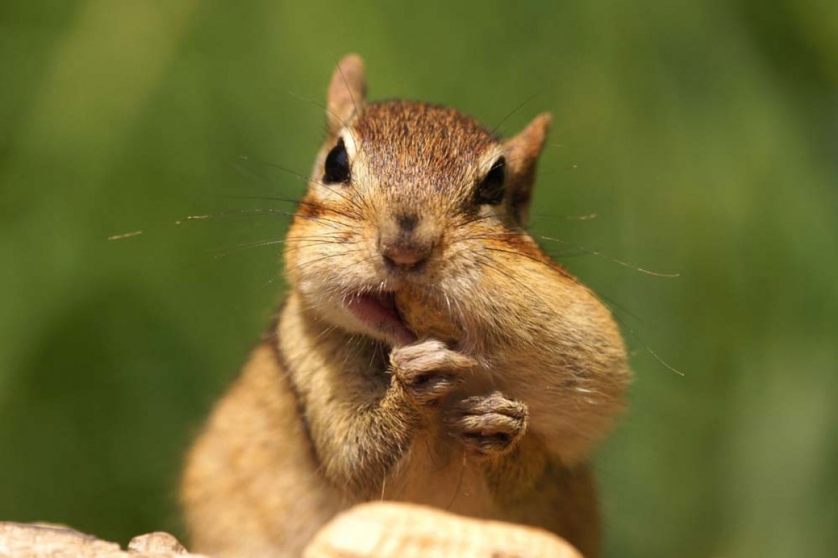 Бурундучиха животное