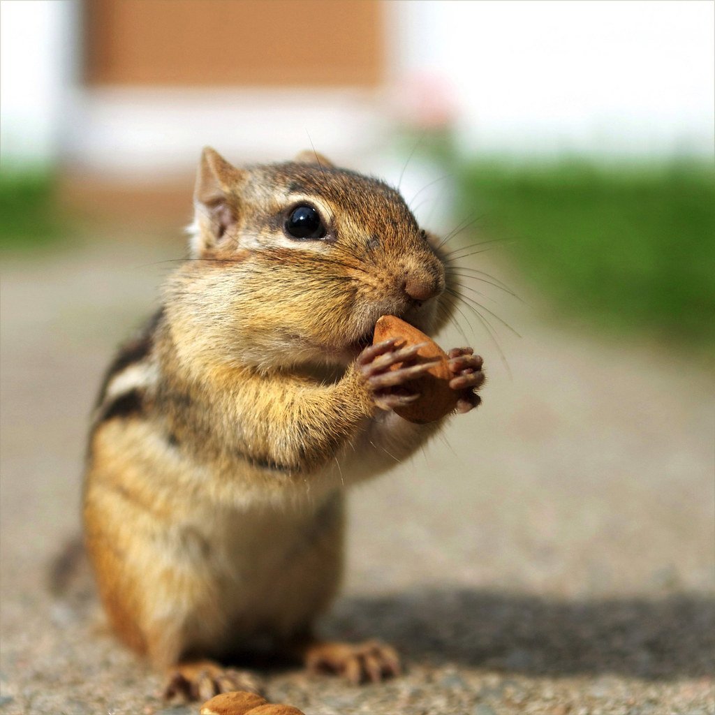 Бурундук с набитыми щеками