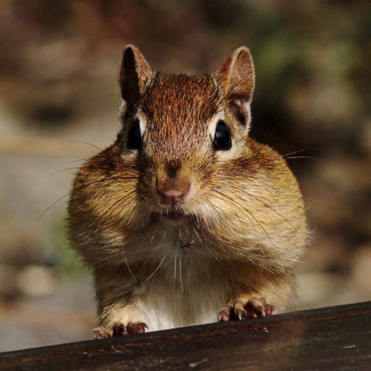 Сибирский бурундук