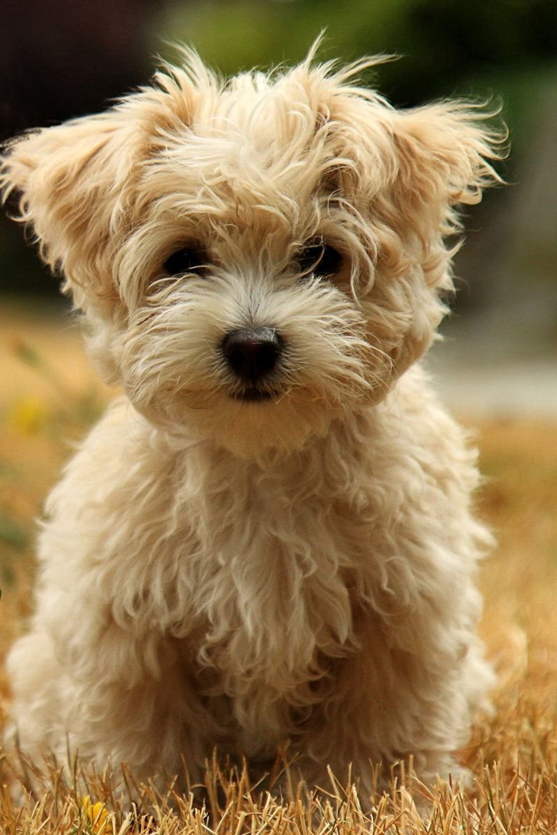 Болонка терьер