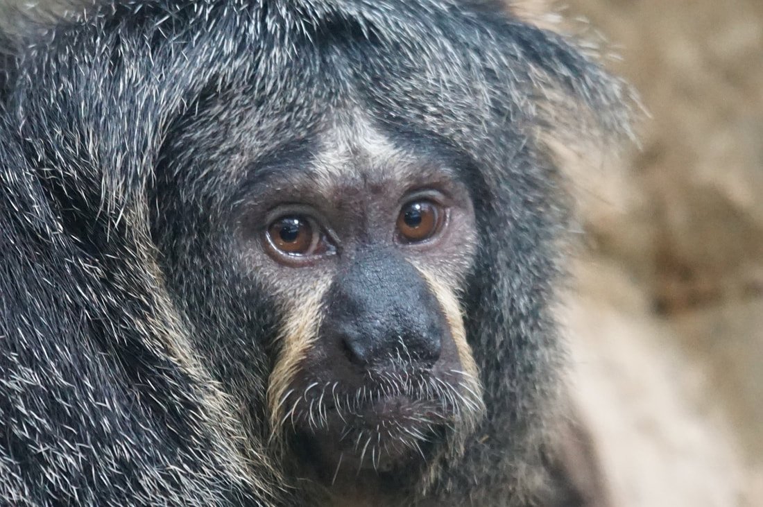 Две обезьяны