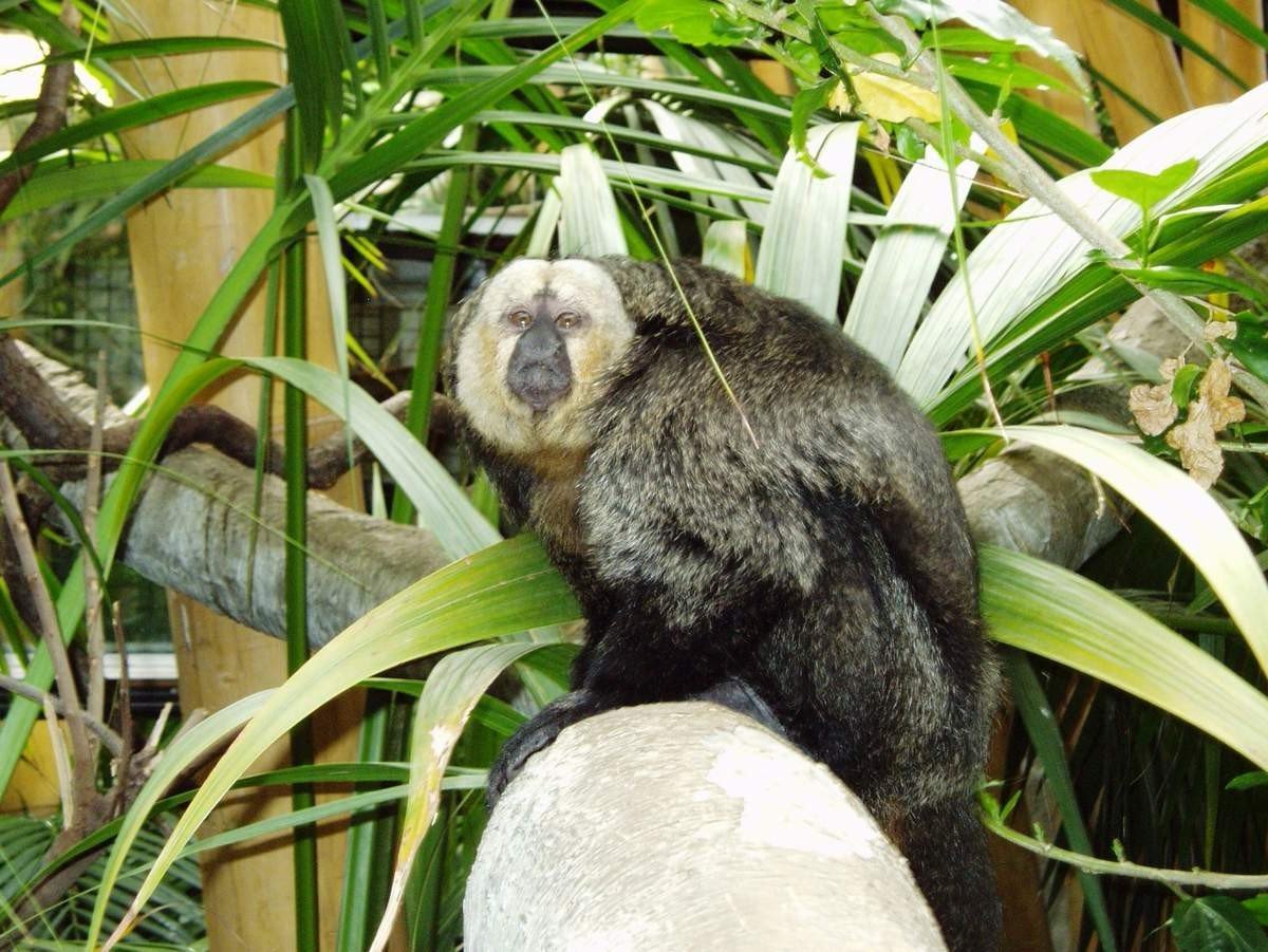 Белоногий Саки