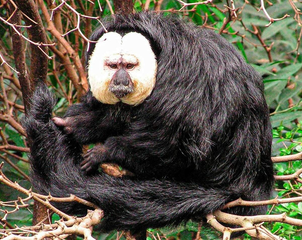 Бледный Саки Pithecia Pithecia