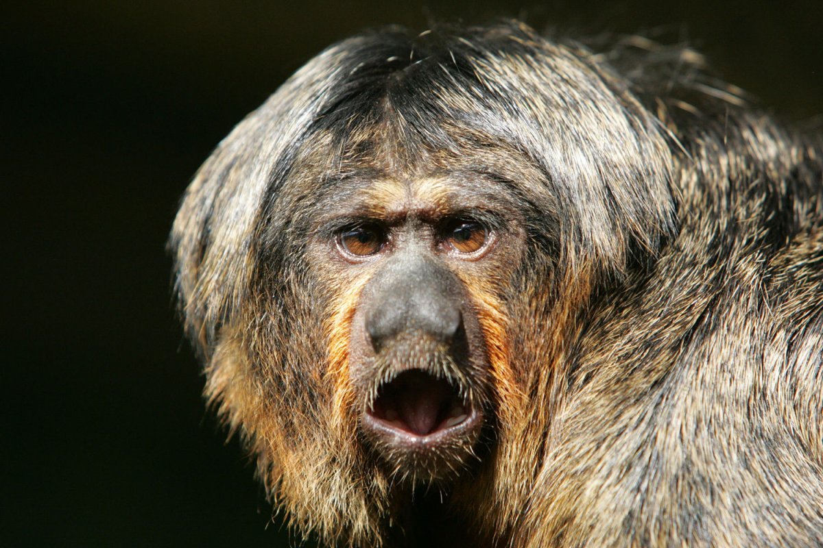 Саки монах обезьяна