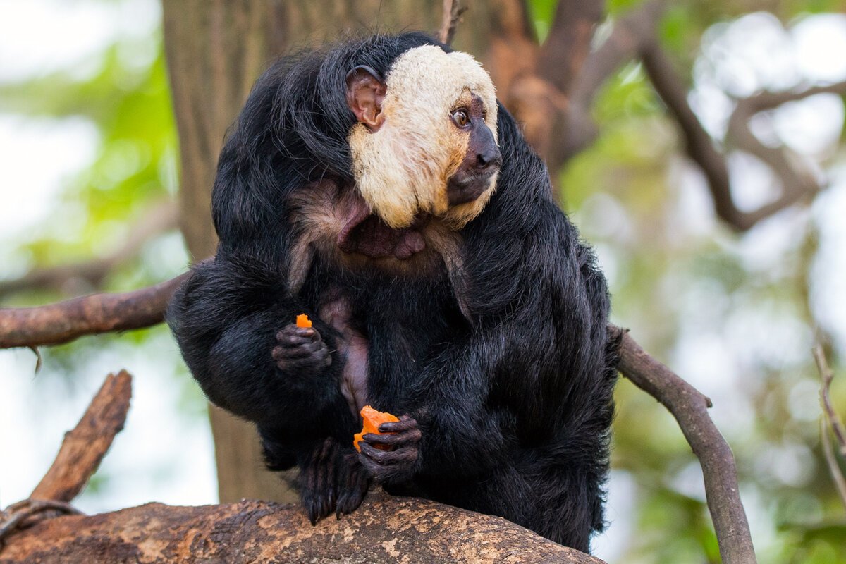Обезьяна с волосами