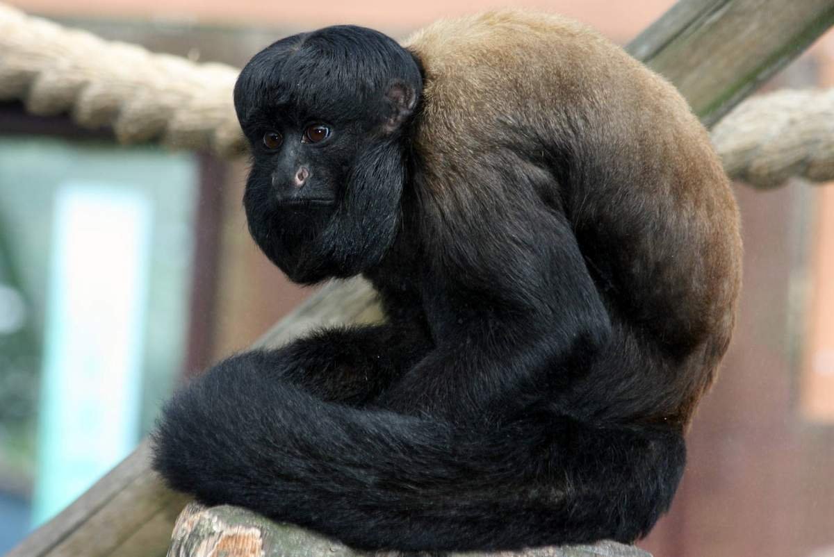 Красноспинный бородатый Саки