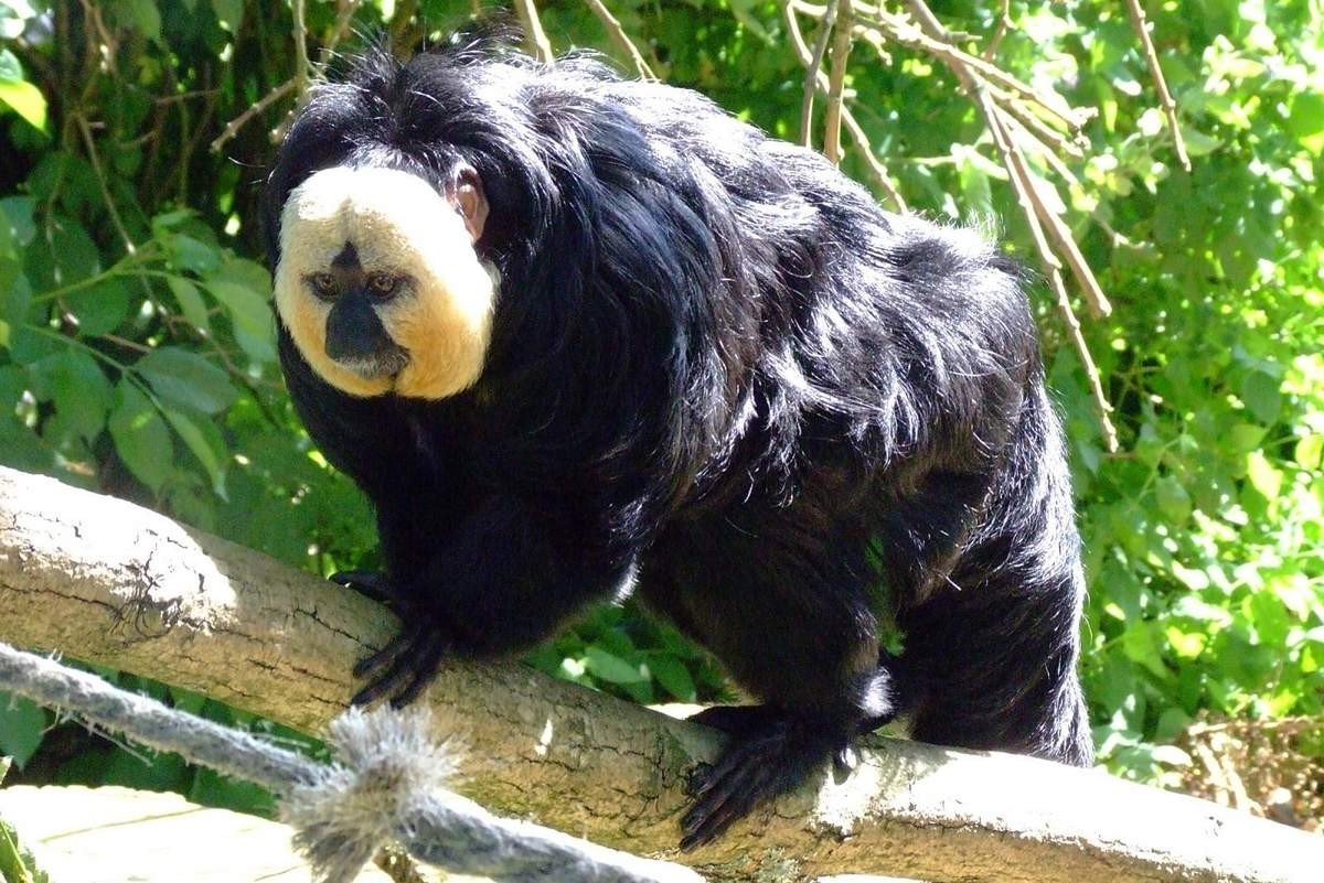 Бледный Саки Pithecia Pithecia