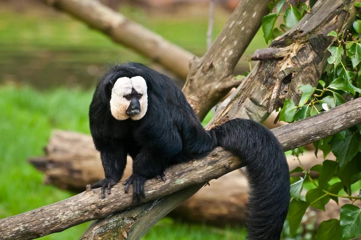 Саки-монах (Pithecia monachus)