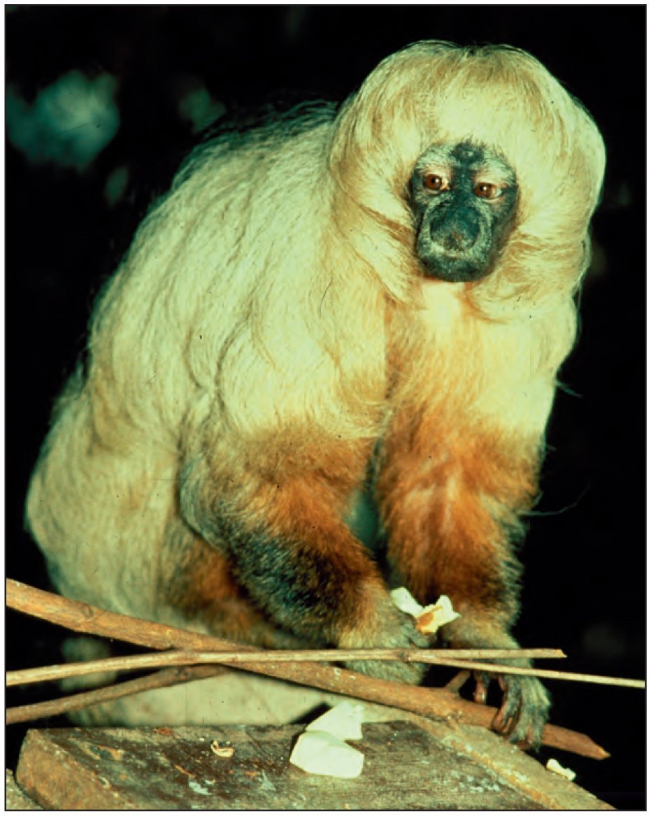 Саковые обезьяны