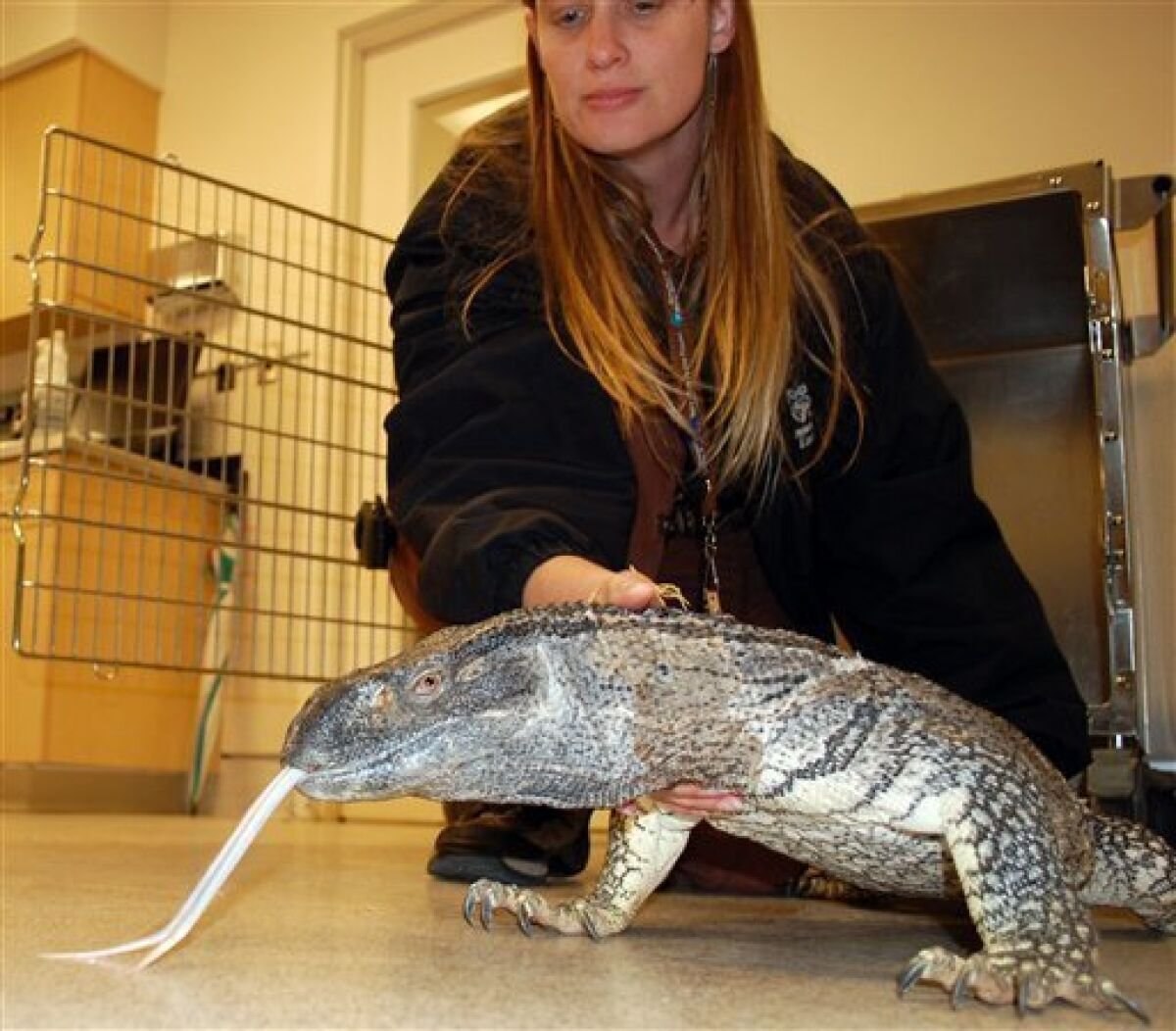 Самый большой Варан в мире размер