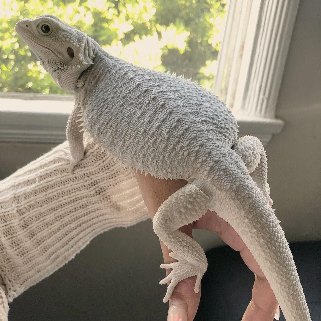 Ящерица бородатая агама