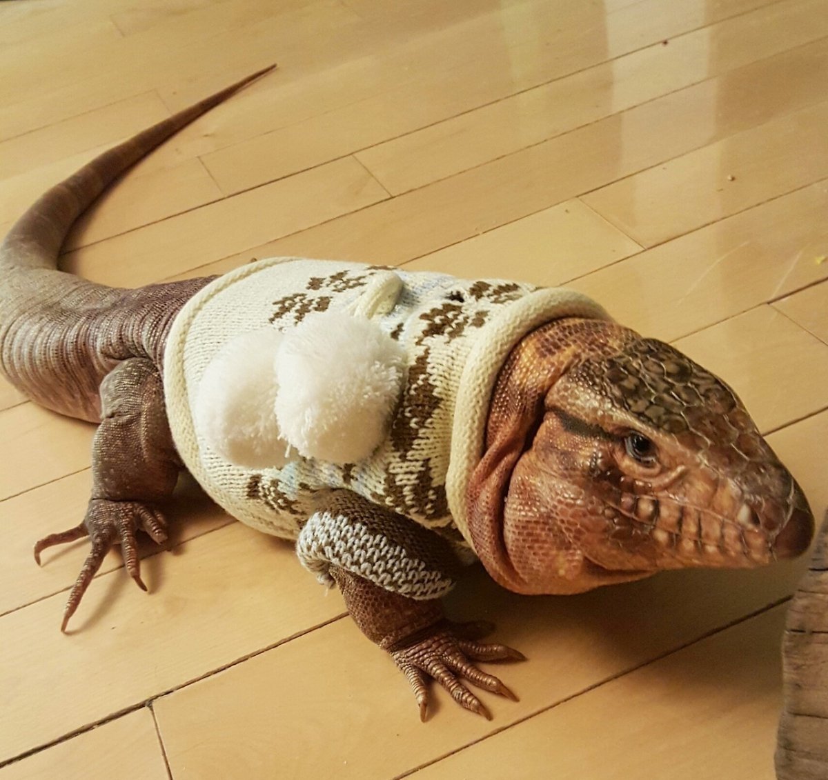 Ящерица Варан Капский