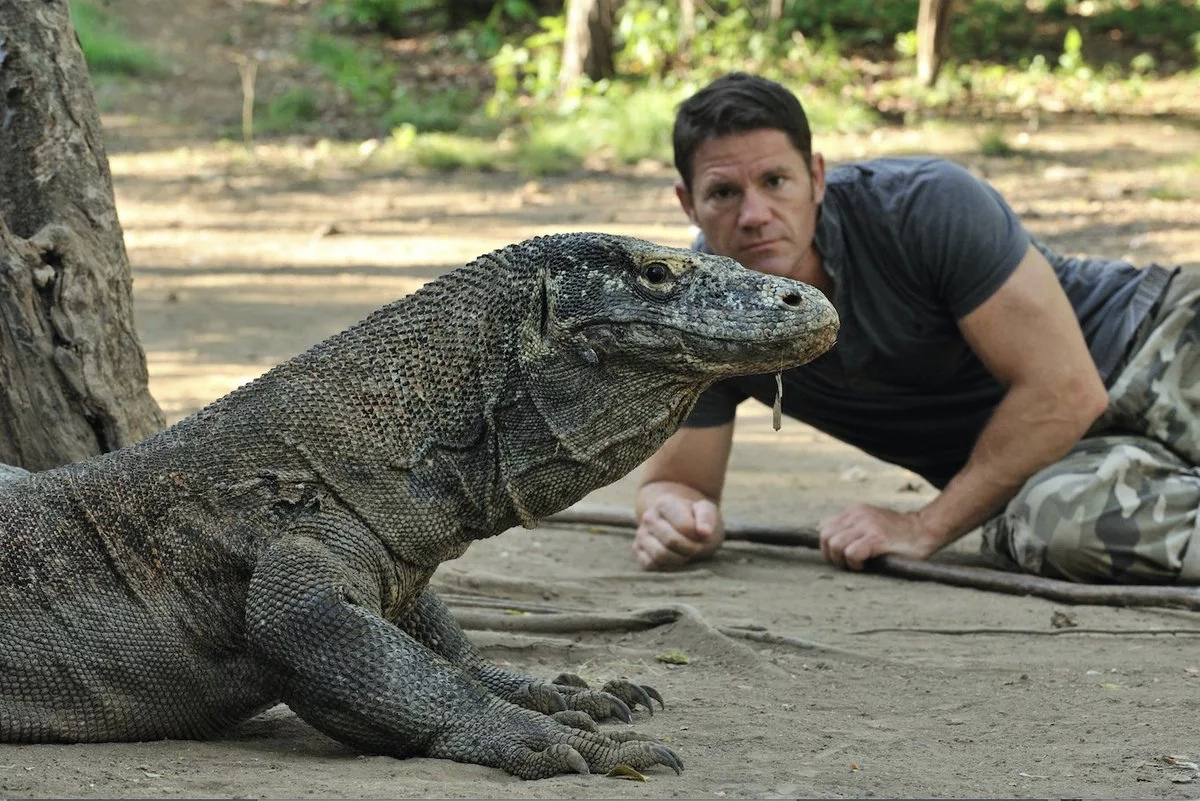 МЕГАЛАНИЯ Варан