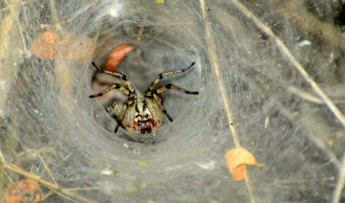 Диктина паук