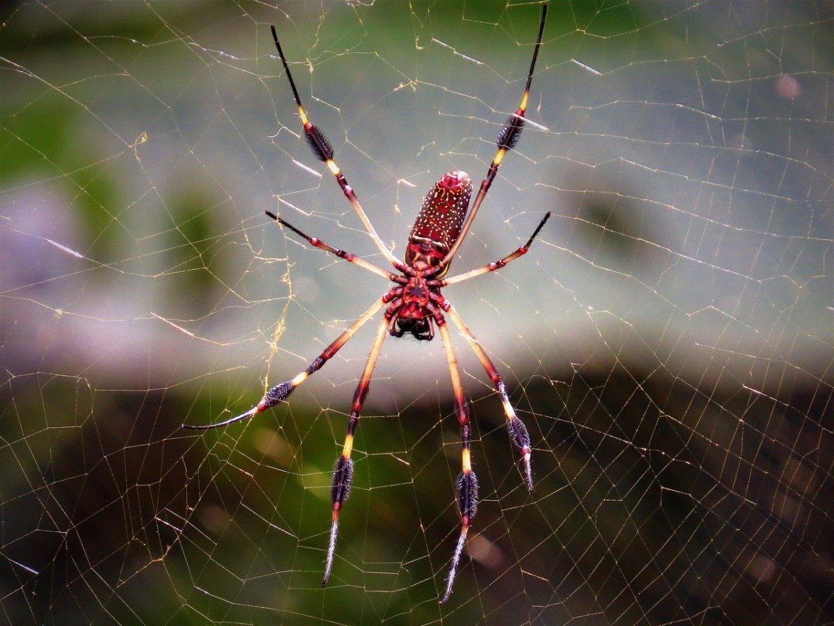 Araneus diadematus паук крестовик