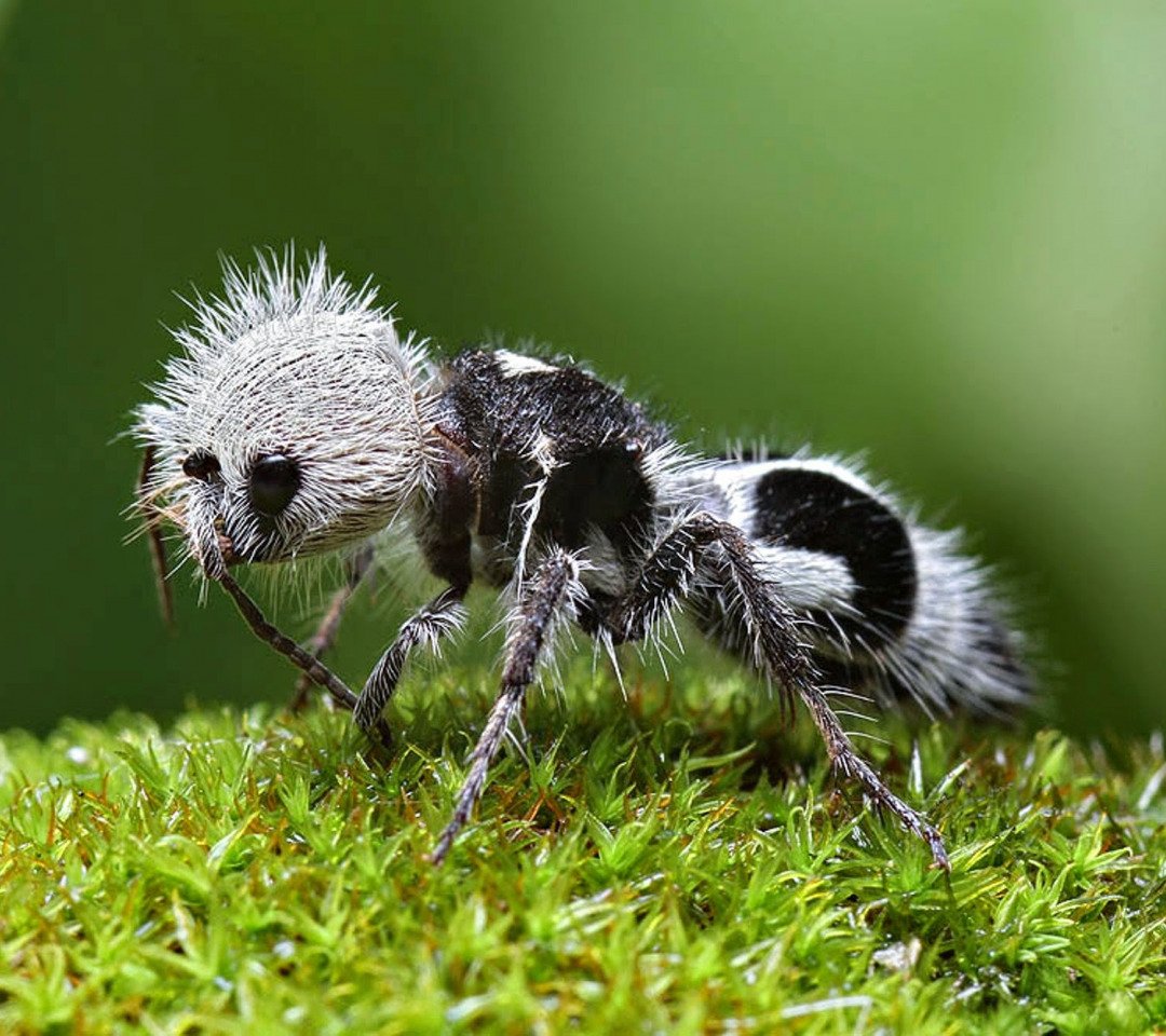 Насекомое Панда