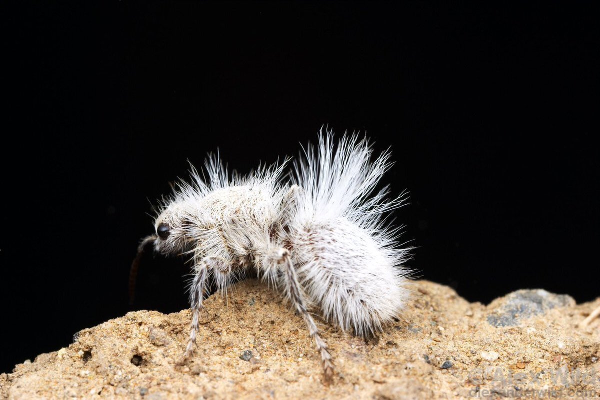 Жук Альпийский усач