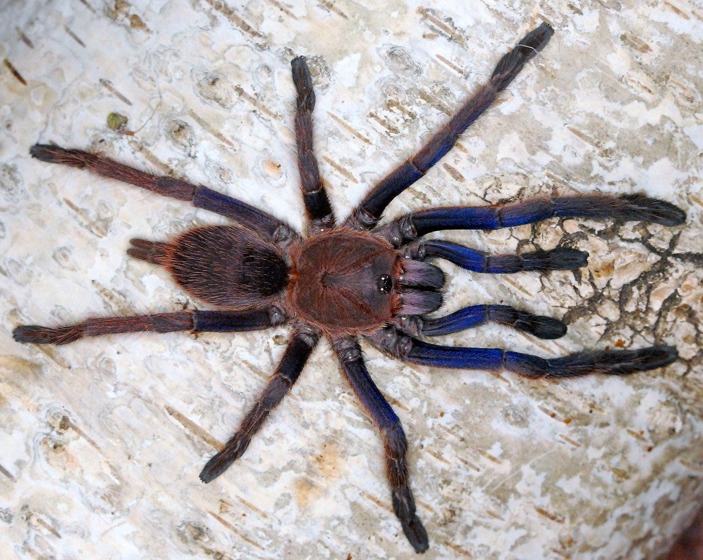 Королевский паук скакунчик