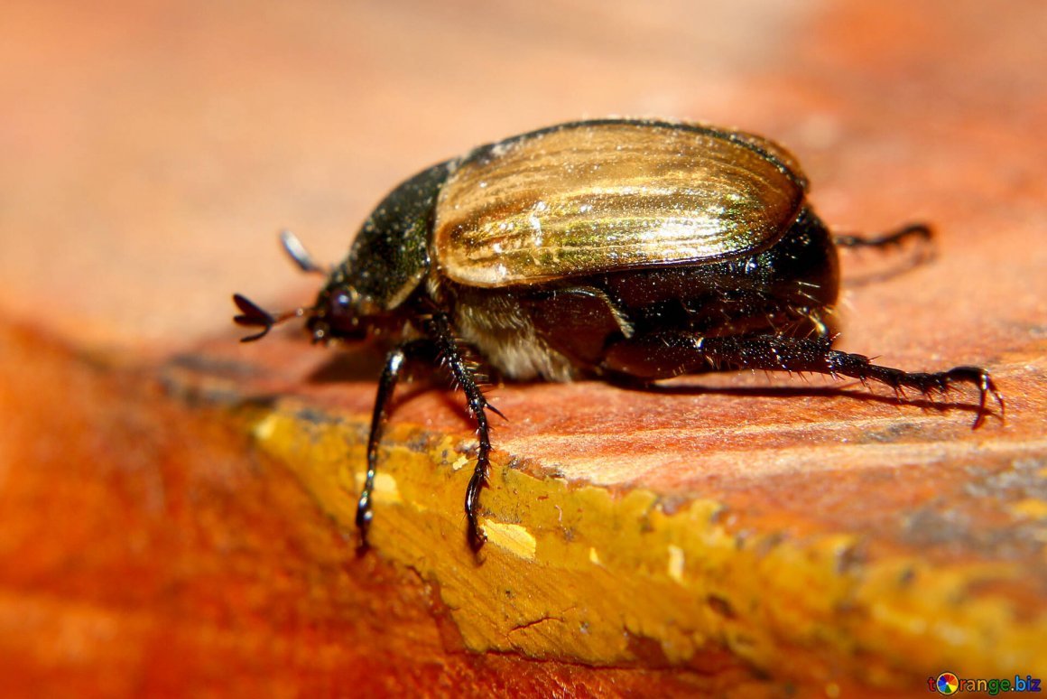 Хлебный Жук Красун