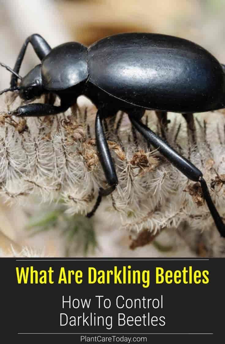 Кордицепс муравей зомби