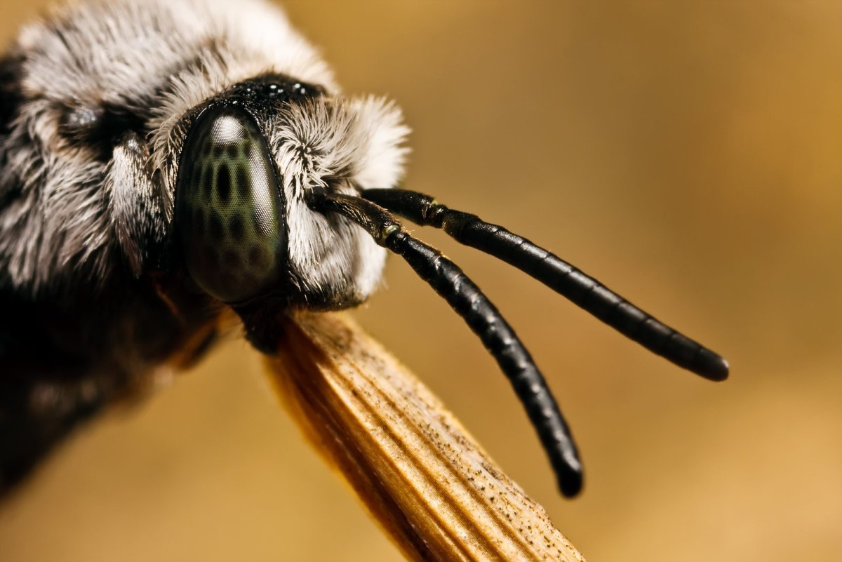 Усики бабочки